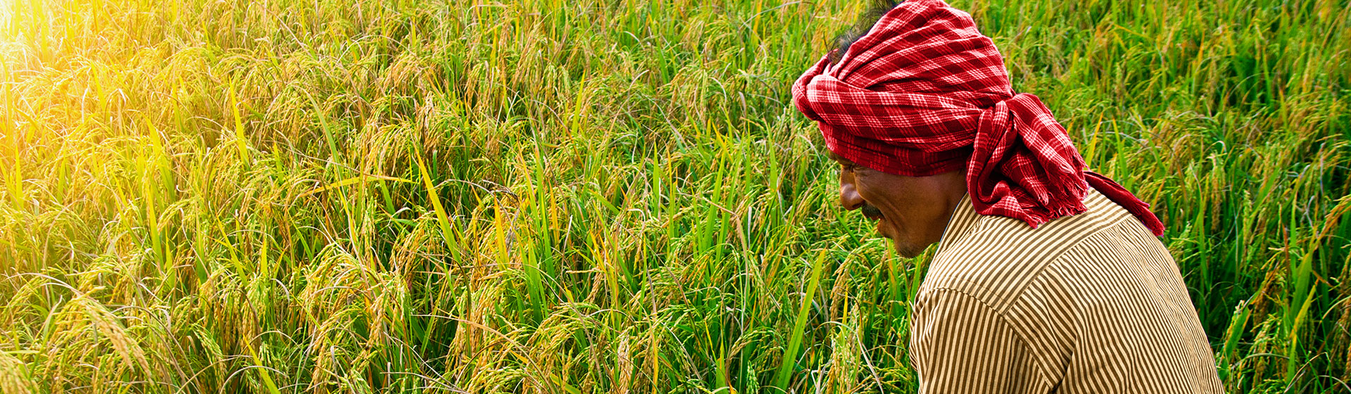 Royal_Sustainability_RiceFarmer_Banner